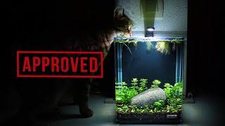 I made PURRFECT NO FILTER AQUARIUM for CAT OVERLORD | Step by step AQUASCAPING TUTORIAL | EP1