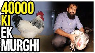 One Hen of 40,000 Rs | How to become a Millionaire by Raising Fancy Chickens | Light Sussex Breeder