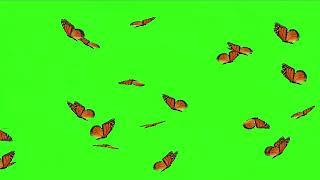 Butterfly Effect Green Screen