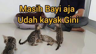 Edisi Kucing: Beli 5 Bayi Bengal