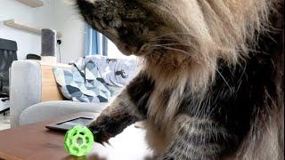 My cats got a Puzzle Ball | Norwegian Forest Cats