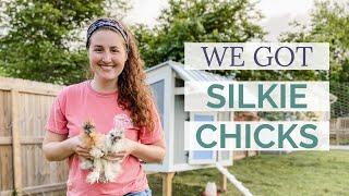 NEW FARM ADDITION: we got silkie chicks! | Farmstead Friday