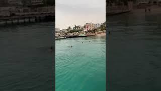 В Египте акула съела человека