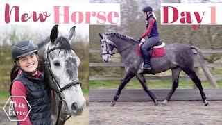 First Day with my NEW HORSE Joey AD | This Esme