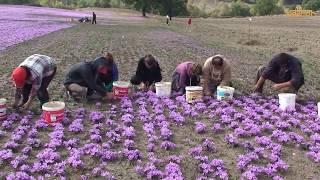 Thu hoạch Saffron Nhụy hoa nghệ tây | Saffron Iran