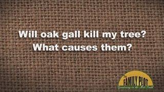 Q&A - All about Oak Galls