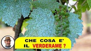 Cosa è il VERDERAME, è la poltiglia bordolese, o l'ossicloruro o idrossido di rame?