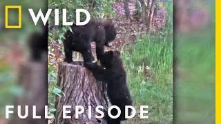 Bear Cubs Play Hide and Seek (Full Episode) | America's Funniest Home Videos