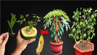 SPECIAL TECHNIQUE for breeding lemon trees combined with papaya for super fast growth