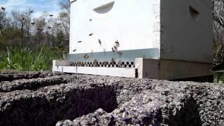 Fly-By Video Shot - Slow motion HD shot of a busy hive entrance.