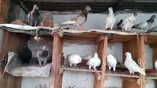 #Birds video of masudbcl pigeon loft. #pets