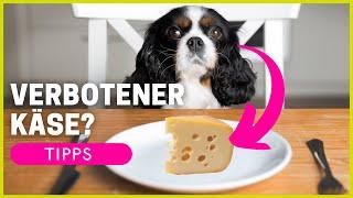 Dürfen Hunde Käse essen? Du wirst überrascht sein!