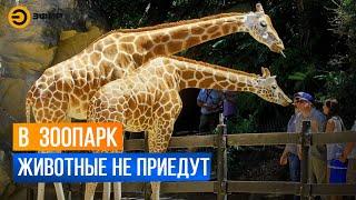 В Казань не могут добраться черные носороги, слоны и пятиметровые жирафы