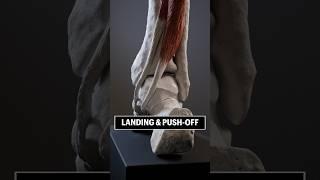 Your FEET look like THIS during LANDING & PUSH-OFF! #foot #anatomy #biomechanics