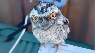 Frogmouth  When Birds Mimic Trees! | 1 Minute Animals