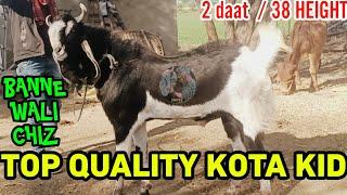 Top Quality Kota Kid From Jungle | Banne Wali Chiz | 2 daat 38 height