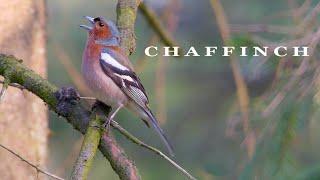 CHAFFINCH bird singing, beautifull bird sounds