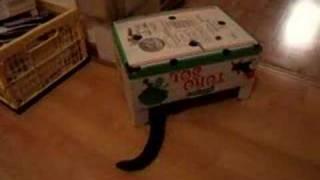 Funny Nelly the Cow Cat - Is hiding under cardboard box