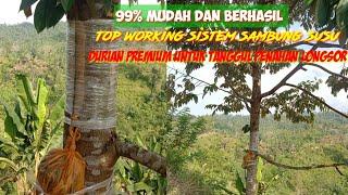 CARA TOP WORKING DURIAN LOKAL BESAR TANPA MENEBANG