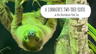 A Linnaeus’s Two-Toed Sloth at the Assiniboine Park Zoo @papaatthezoo @LittleRays