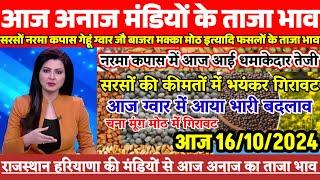 अनाज मंडी भाव| 16 अक्टूबर 2024 नरमा कपास में  आई धमाकेदार तेजी| सरसों में गिरावट| ग्वार में बदलाव,