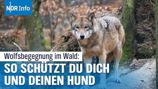 Wölfe in der Paarungszeit: Worauf Hundehalter im Wald achten sollten | NDR Info