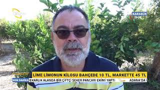 Lime Cinsi Limon Hasadı Başladı