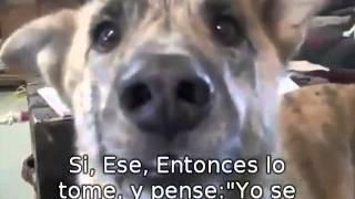 Ultimate Dog, Tease (Subtitulado en Español)
