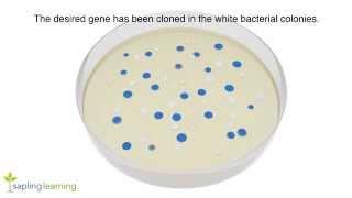 DNA Cloning