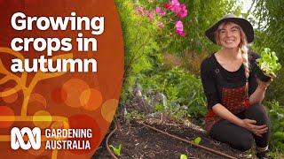 Why you should be planting your crops in autumn | Gardening 101 | Gardening Australia