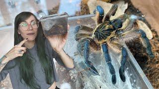 PROOF African BABOON TARANTULAS can be docile!.. Golden Blue Legged & Namibia Horned Rehousing