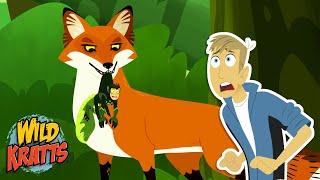 Chris Gets Captured by a Red Fox | Season 7 | Wild Kratts