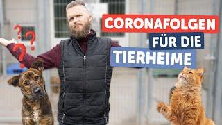 Coronafolgen für die Tierheime | Tierarzt Tacheles! | ZooRoyal