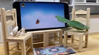 Praying mantises watching TV!