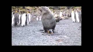 Des phoques accusés de viols sur pingouins