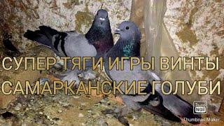 УЗБЕКИСТАН Г САМАРКАНД  МАРУФА АБДУРАХИМОВА 2021г PIGEONS