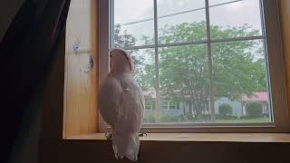 Cockatoo Sees His Neighbor 