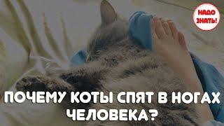 Почему коты спят в ногах человека?