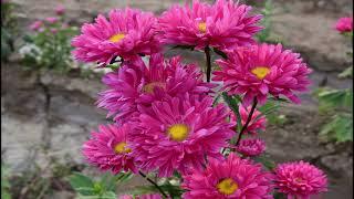 How to Grow Aster from Seed