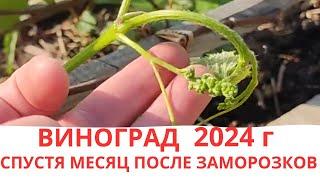 МАЙСКИЕ ЗАМОРОЗКИ 2024 г | БУДЕТ ЛИ УРОЖАЙ | ПОДВЯЗЫВАЕМ