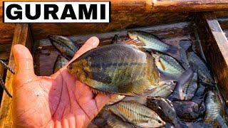 FISH TRAP | Ligawasan Marsh Fishing Adventure | Ang daming HULI | LifewayPH