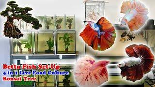 My Humble Betta Fish Set-Up | 4 in 1 Live Foods Culture | Carpet Plant | Bonsai Tree