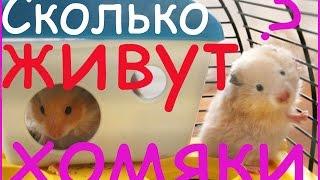 Сколько живут хомяки?