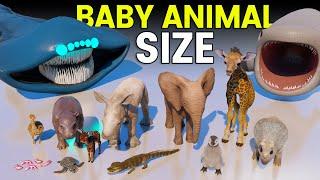 3D Baby Animal Size Comparison | Baby Bloop Vs Baby Gran Maja