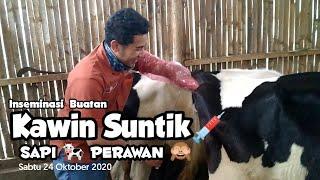 Inseminasi Buatan IB  / Kawin Suntik Sapi   Sapi Perah Perawan