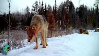 Wolf pack checks out remote camera in Northern Minnesota