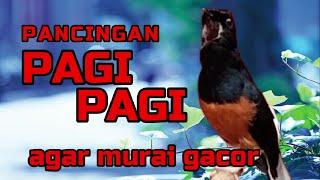 Pancingan PAGI-PAGI AGAR MURAI GACORsekali coba murai DIAM langsung bunyi