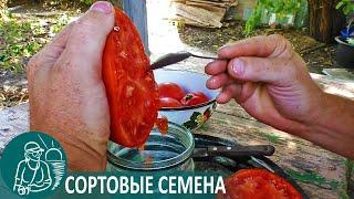  How to Collect Tomato Seeds at Home