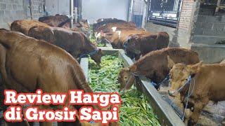 Review Harga Sapi di Grosir Sapi Haji Rudi terbaru bersama @megavlogsapi3409