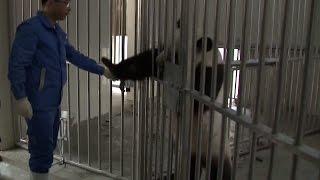 China’s Giant Panda Pair Ready to Go Dutch